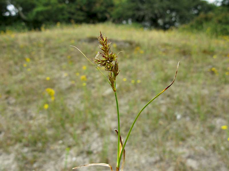 Carex arenaria (door Grada Menting)
