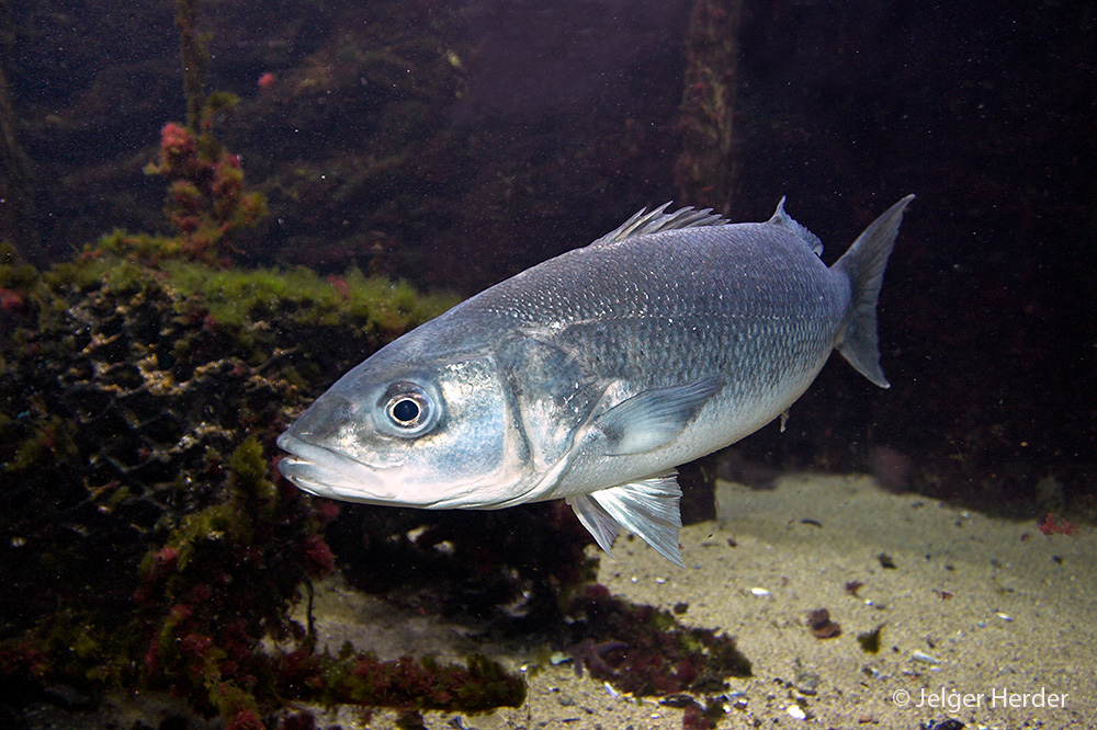 Dicentrarchus labrax (door Jelger Herder)