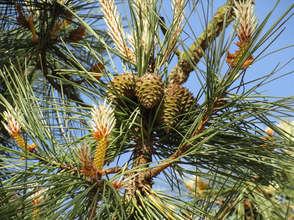 Pinus pinaster (door wim van der neut)