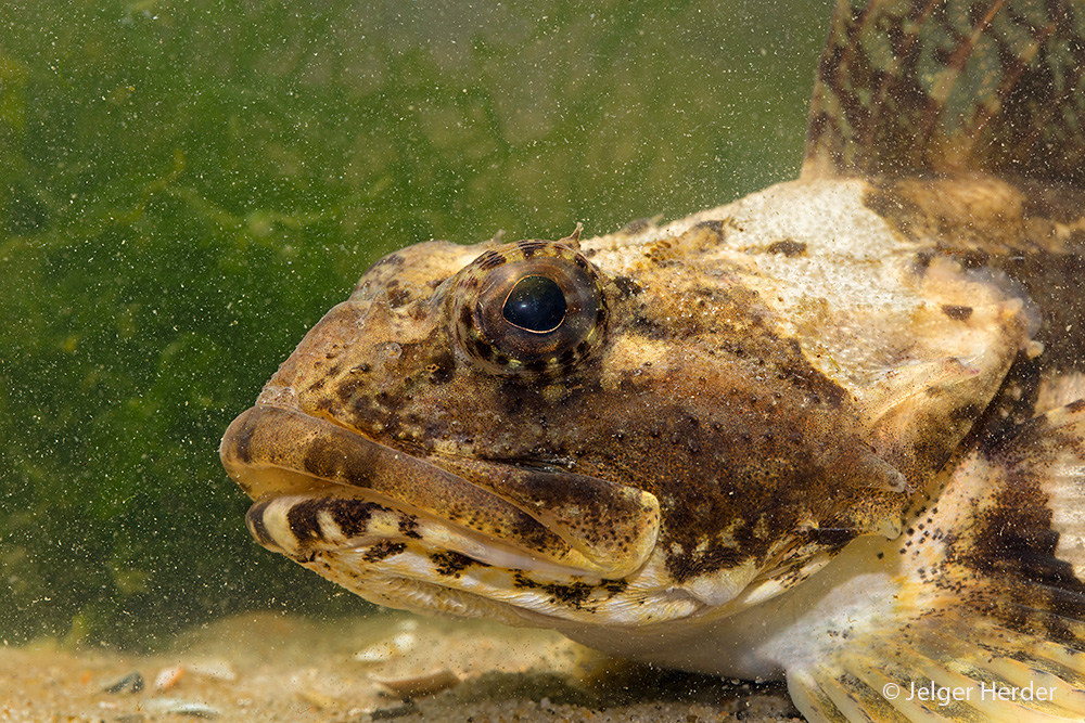 Myoxocephalus scorpius (door Jelger Herder)