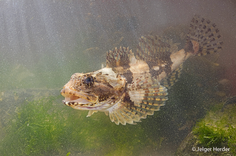 Myoxocephalus scorpius (door Jelger Herder)
