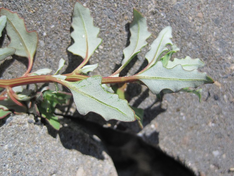 Oxybasis glauca (door Grada Menting)