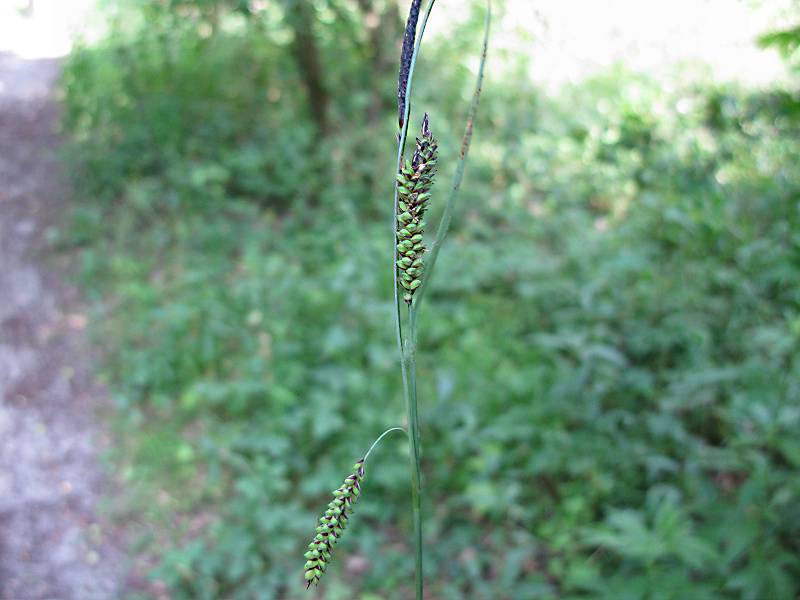 Carex flacca (door Grada Menting)