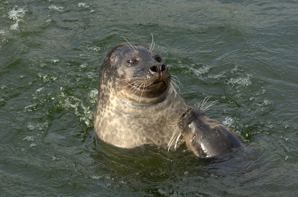 Phoca vitulina (door Bas Kers)