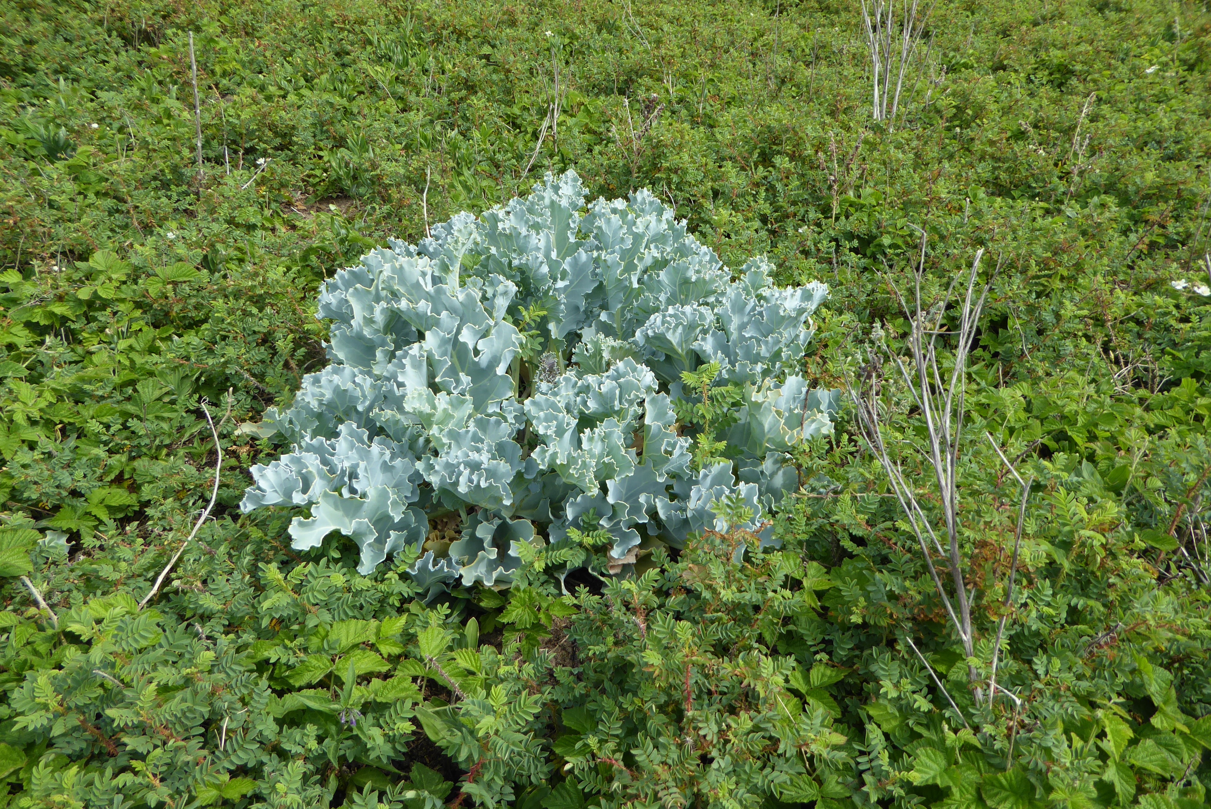 Crambe maritima (door Koen van Zoest)