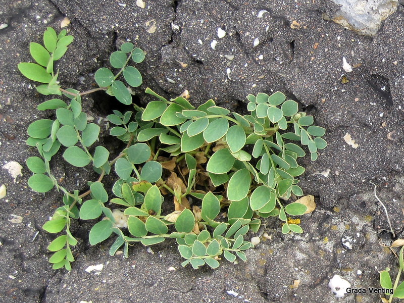 Lathyrus japonicus (door Grada Menting)