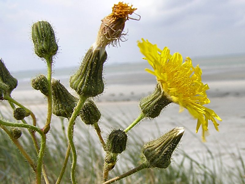 Sonchus arvensis var. maritimus (door Grada Menting)