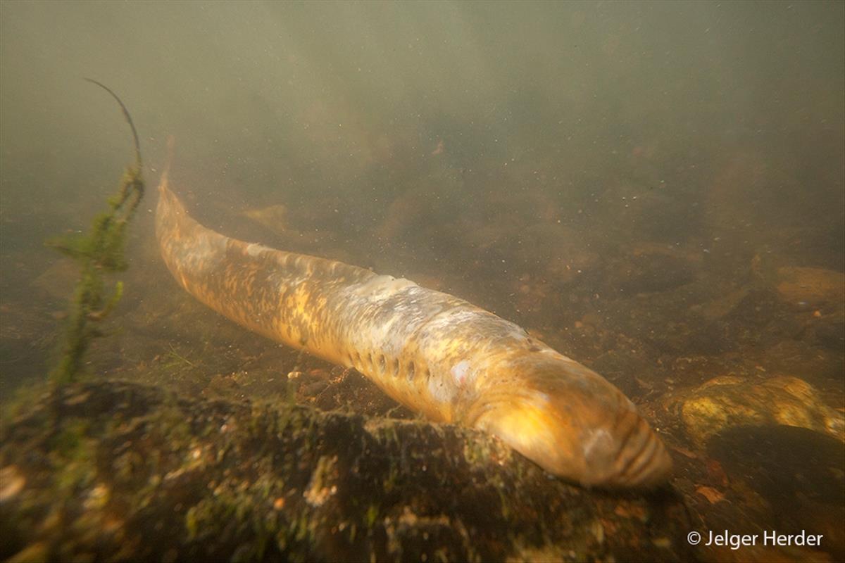 Petromyzon marinus (door Jelger Herder)