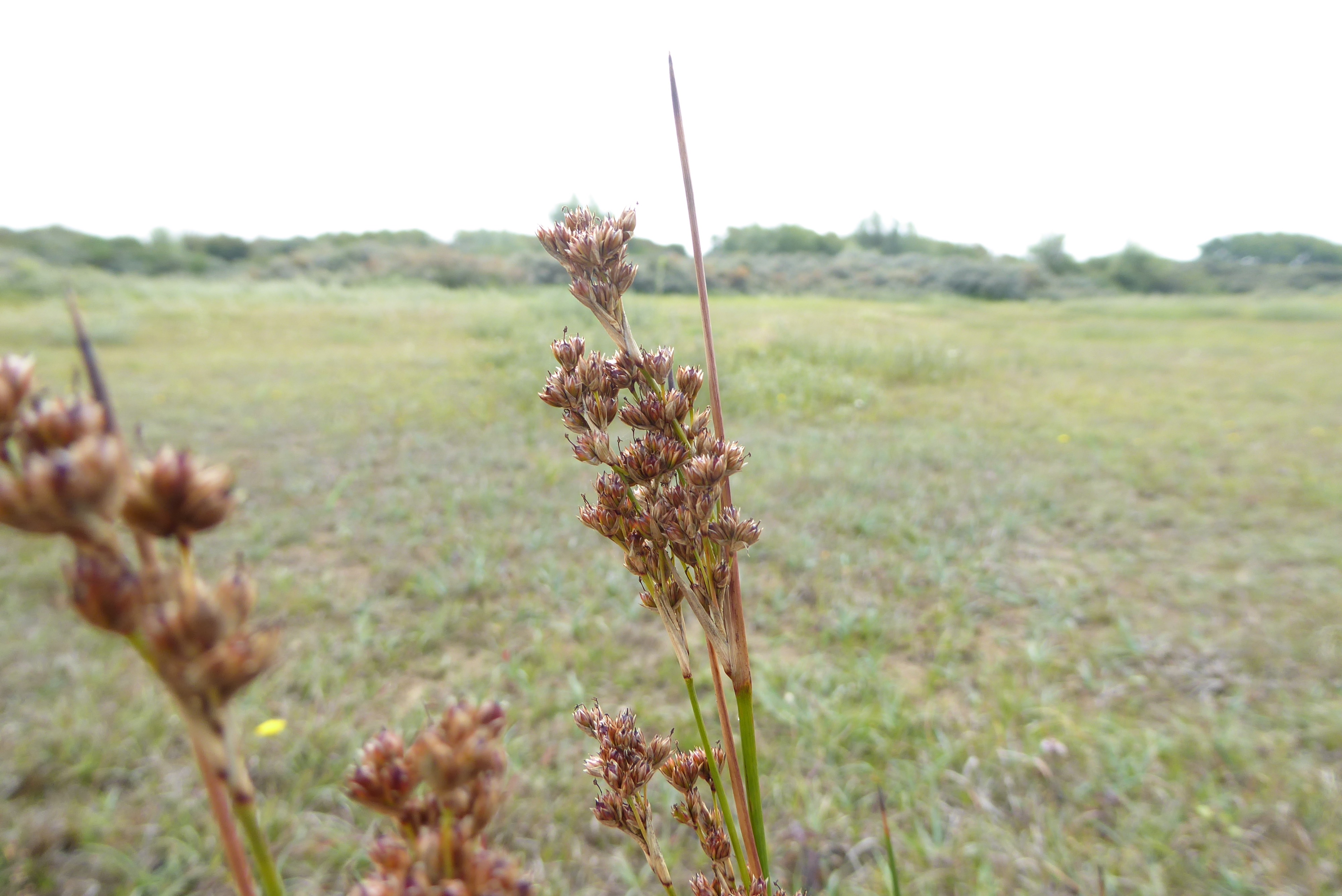 Juncus maritimus (door Koen van Zoest)