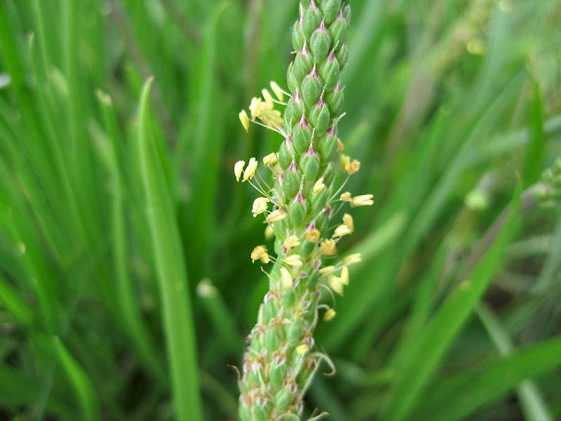 Plantago maritima (door Grada Menting)