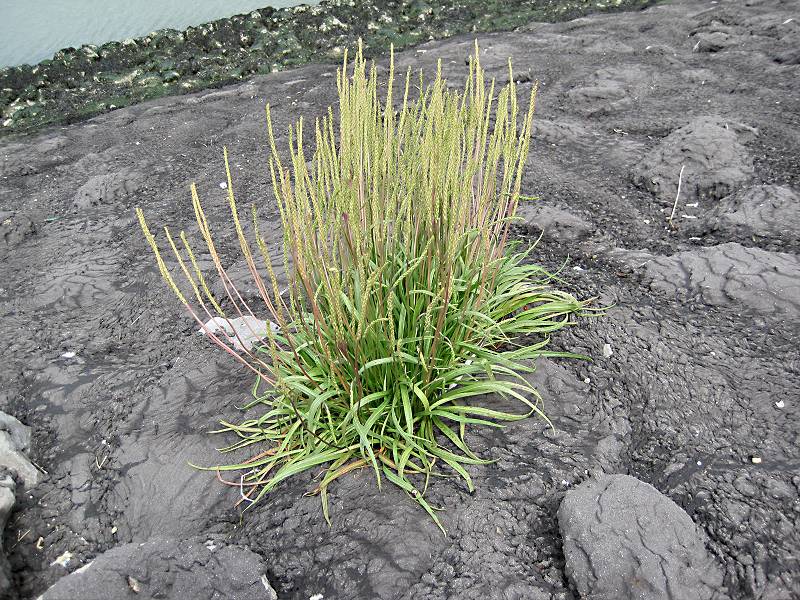 Plantago maritima (door Grada Menting)