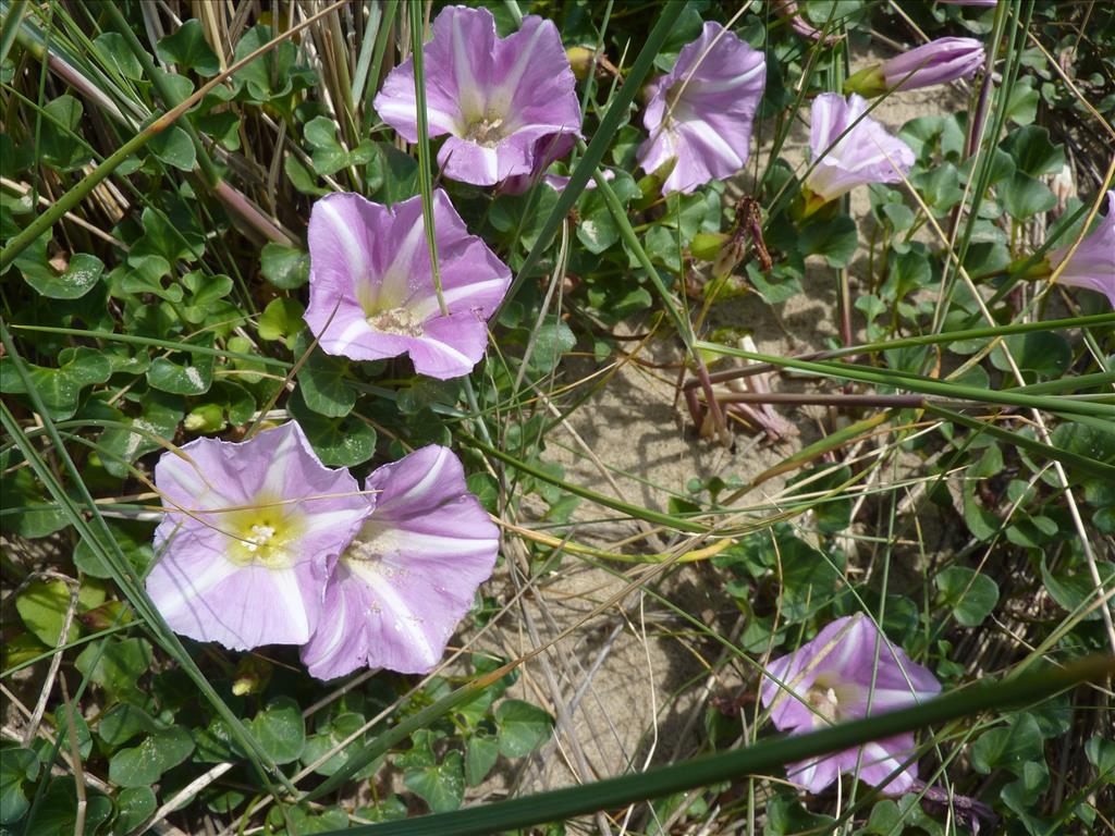 Convolvulus soldanella (door Koen van Zoest)