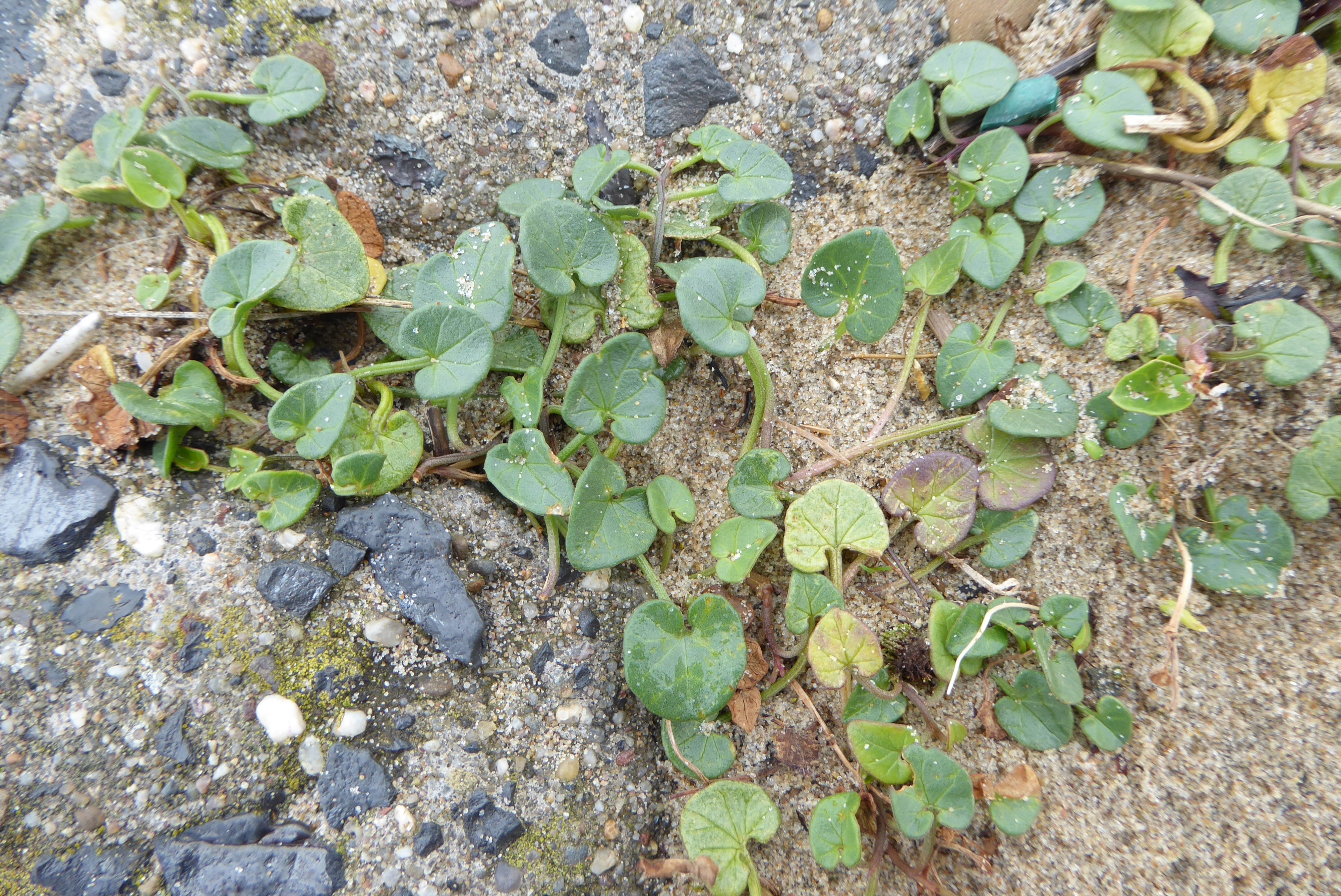 Convolvulus soldanella (door Koen van Zoest)