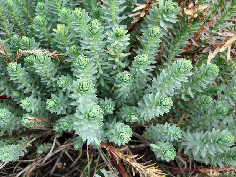 Euphorbia paralias (door Grada Menting)