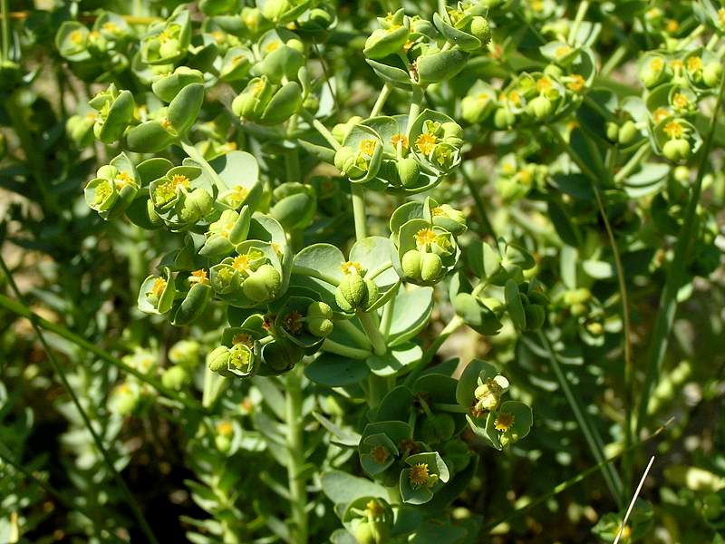 Euphorbia paralias (door Grada Menting)