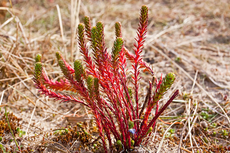 Euphorbia paralias (door John Breugelmans)