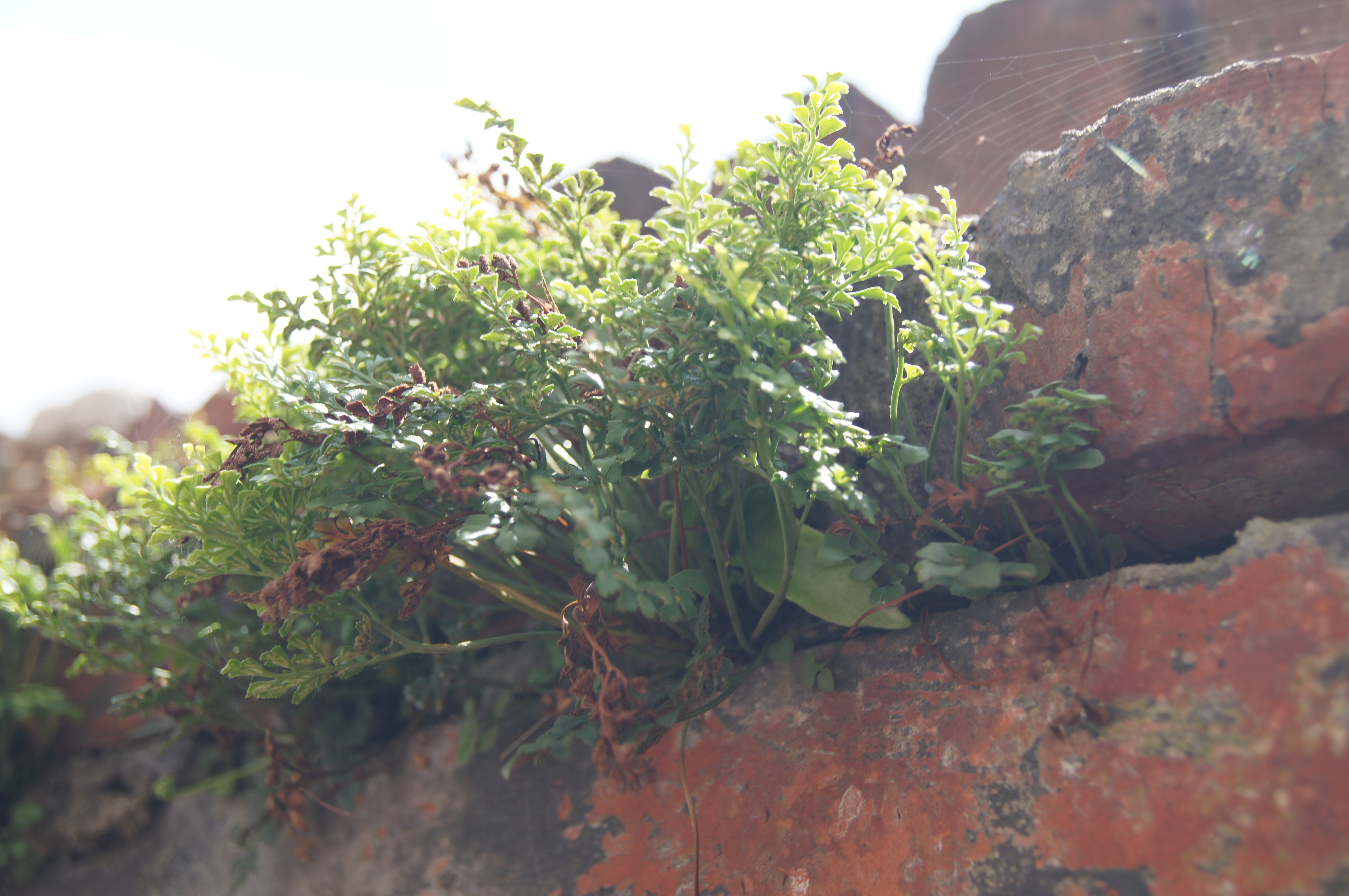 Asplenium ruta-muraria (door Jowi)