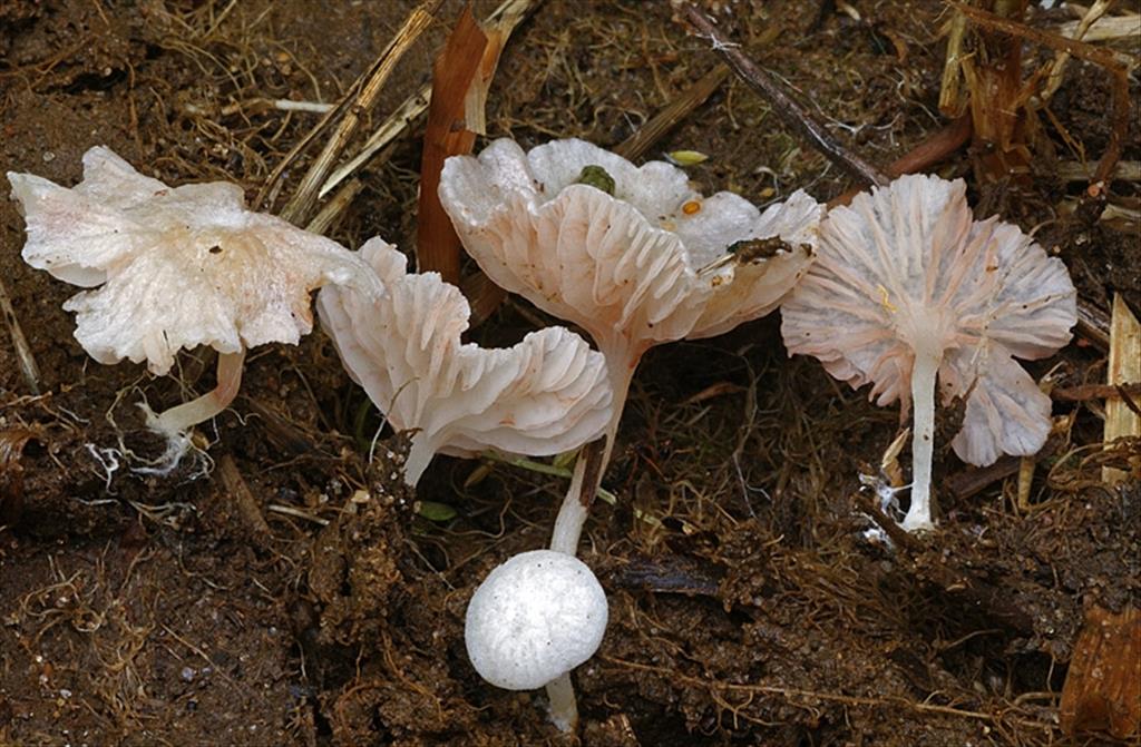 Entoloma albotomentosum (door Luciën Rommelaars)