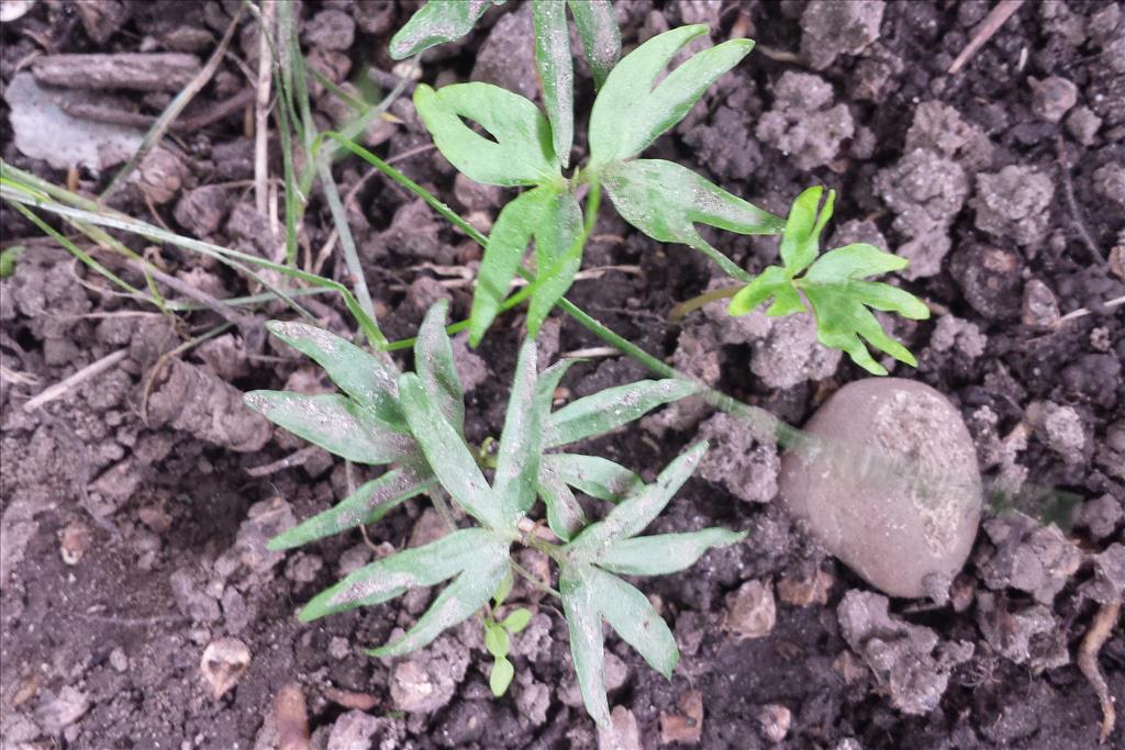 Pterocarya fraxinifolia (door Dick Hoek)