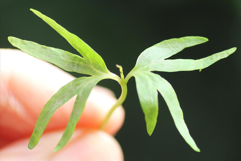 Pterocarya fraxinifolia (door Dick Hoek)