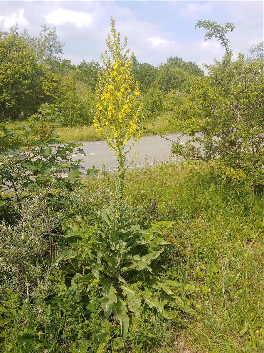 Verbascum speciosum (door Peter Wetzels)