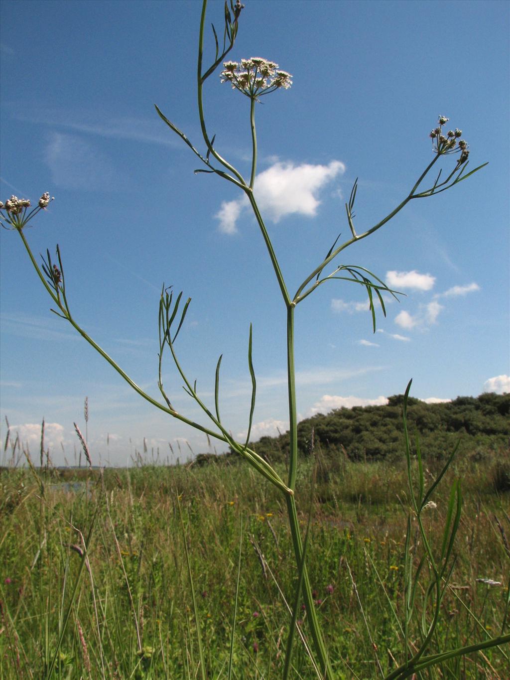 Oenanthe lachenalii (door Bert Verbruggen)