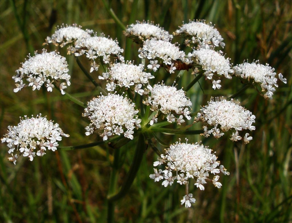 Oenanthe lachenalii (door Bert Verbruggen)