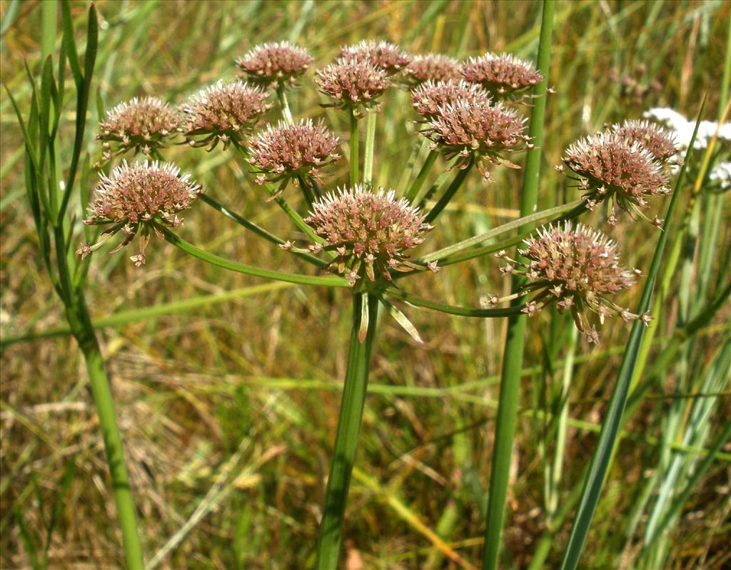 Oenanthe lachenalii (door Bert Verbruggen)