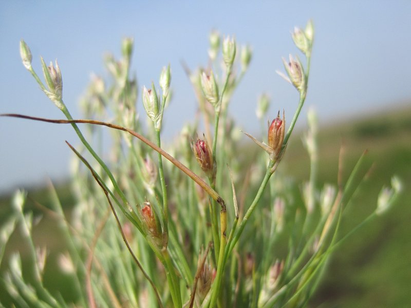 Juncus bufonius (door Grada Menting)