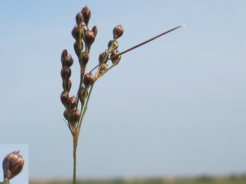 Juncus compressus (door Grada Menting)