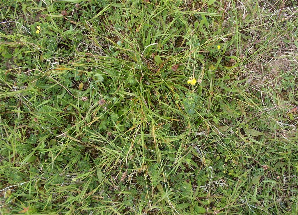 Carex distans (door Dick Kerkhof)