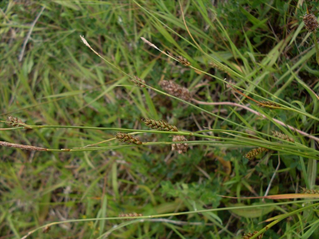 Carex distans (door Dick Kerkhof)