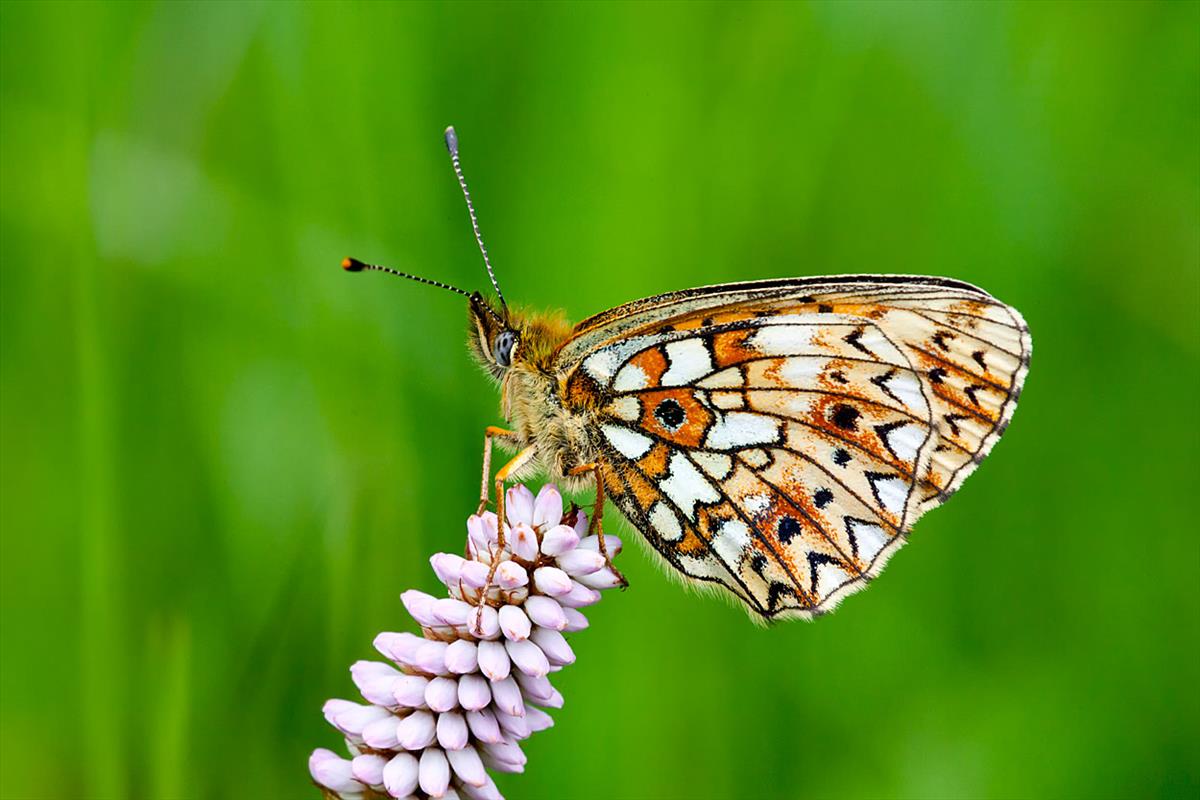 Boloria selene (door John Breugelmans)