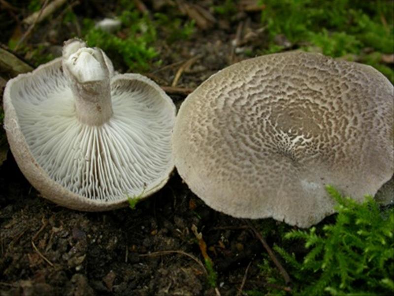 Tricholoma scalpturatum (door Evert Ruiter)