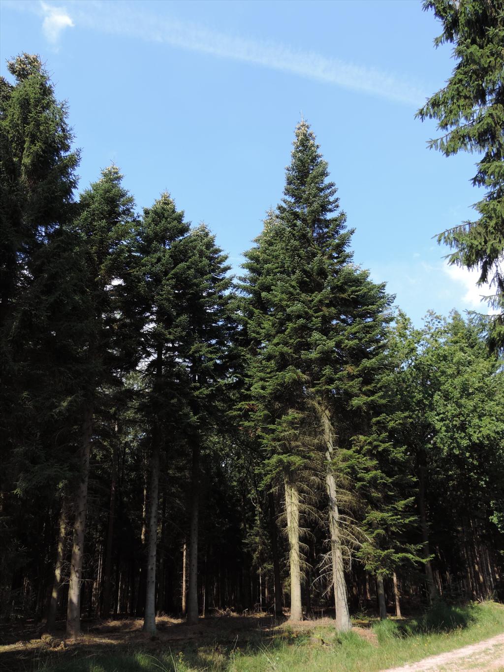 Abies nordmanniana (door Wim van der Neut)