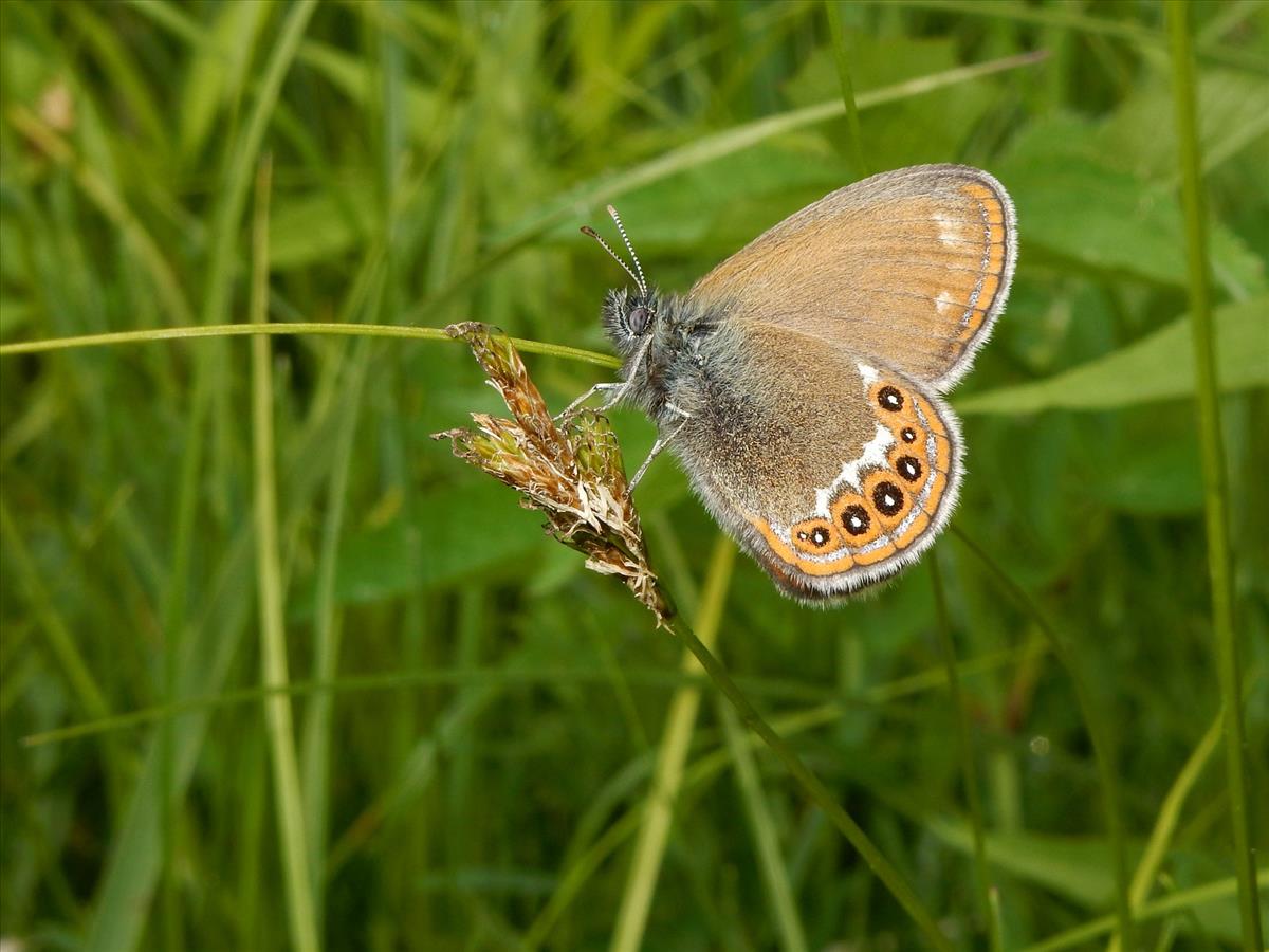 Coenonympha hero (door Kars Veling)