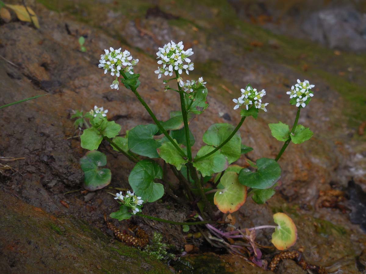 Cochlearia pyrenaica (door Ed Stikvoort | Saxifraga.nl)