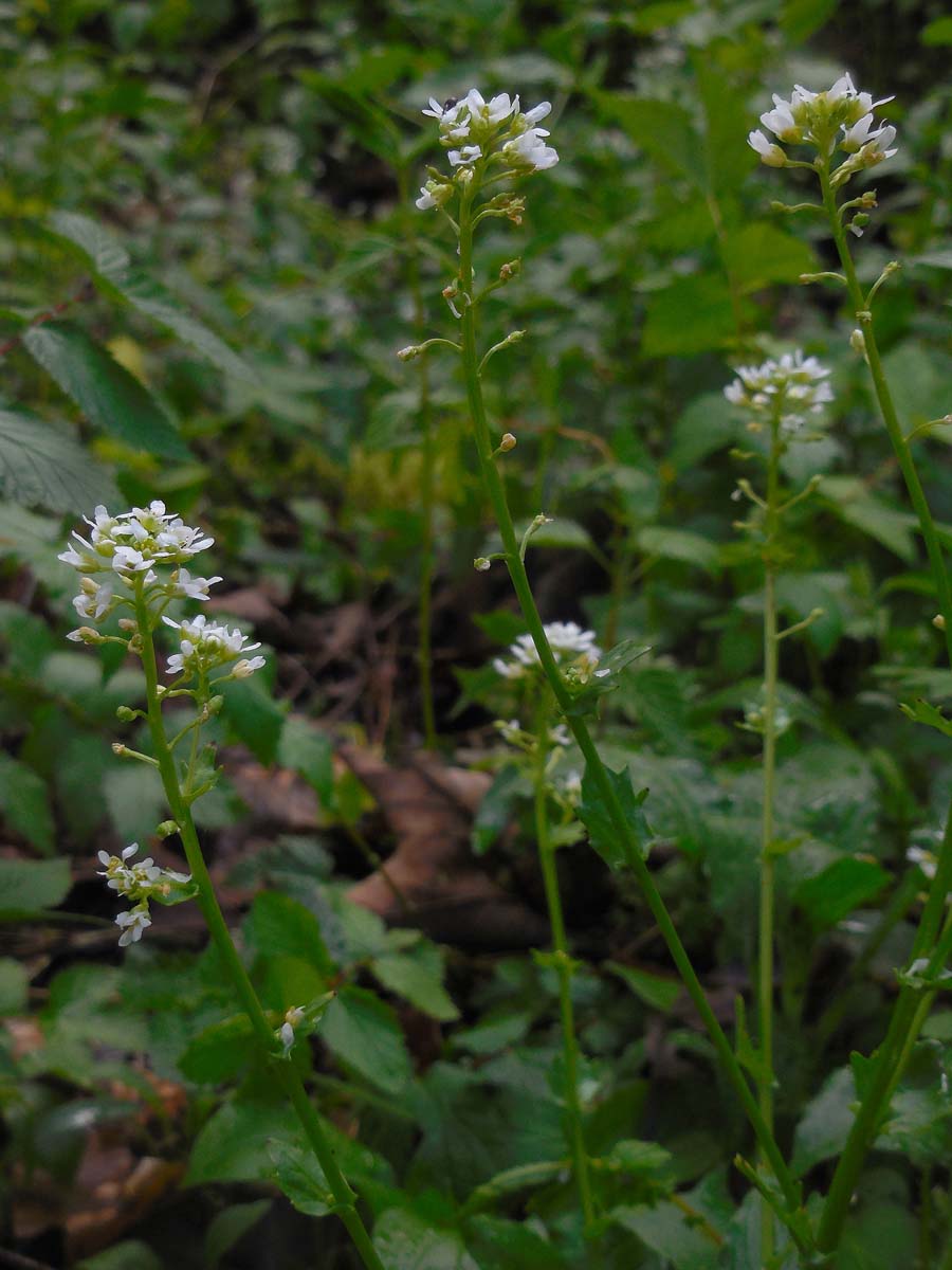 Cochlearia pyrenaica (door Ed Stikvoort | Saxifraga.nl)