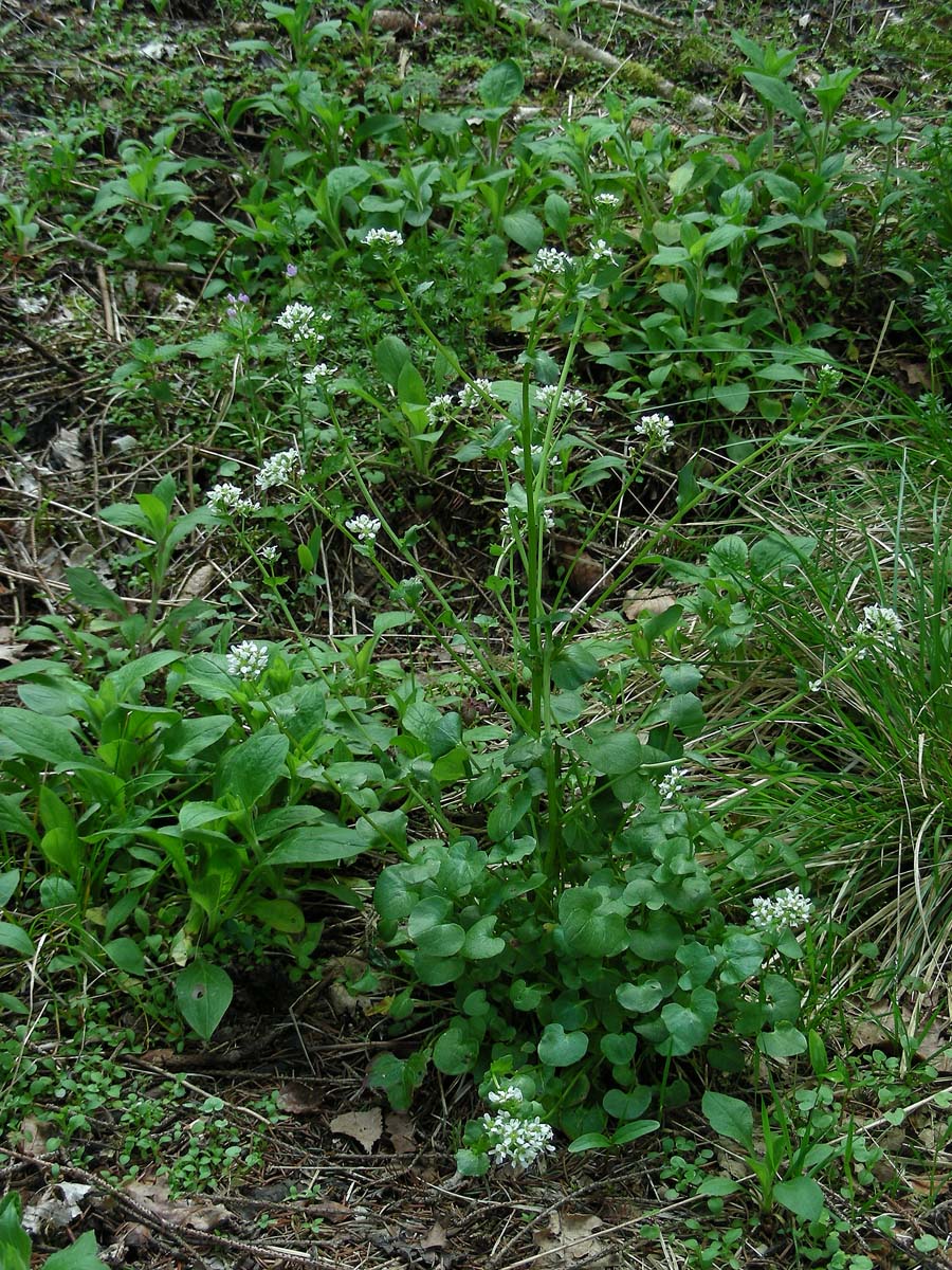 Cochlearia pyrenaica (door Ed Stikvoort | Saxifraga.nl)