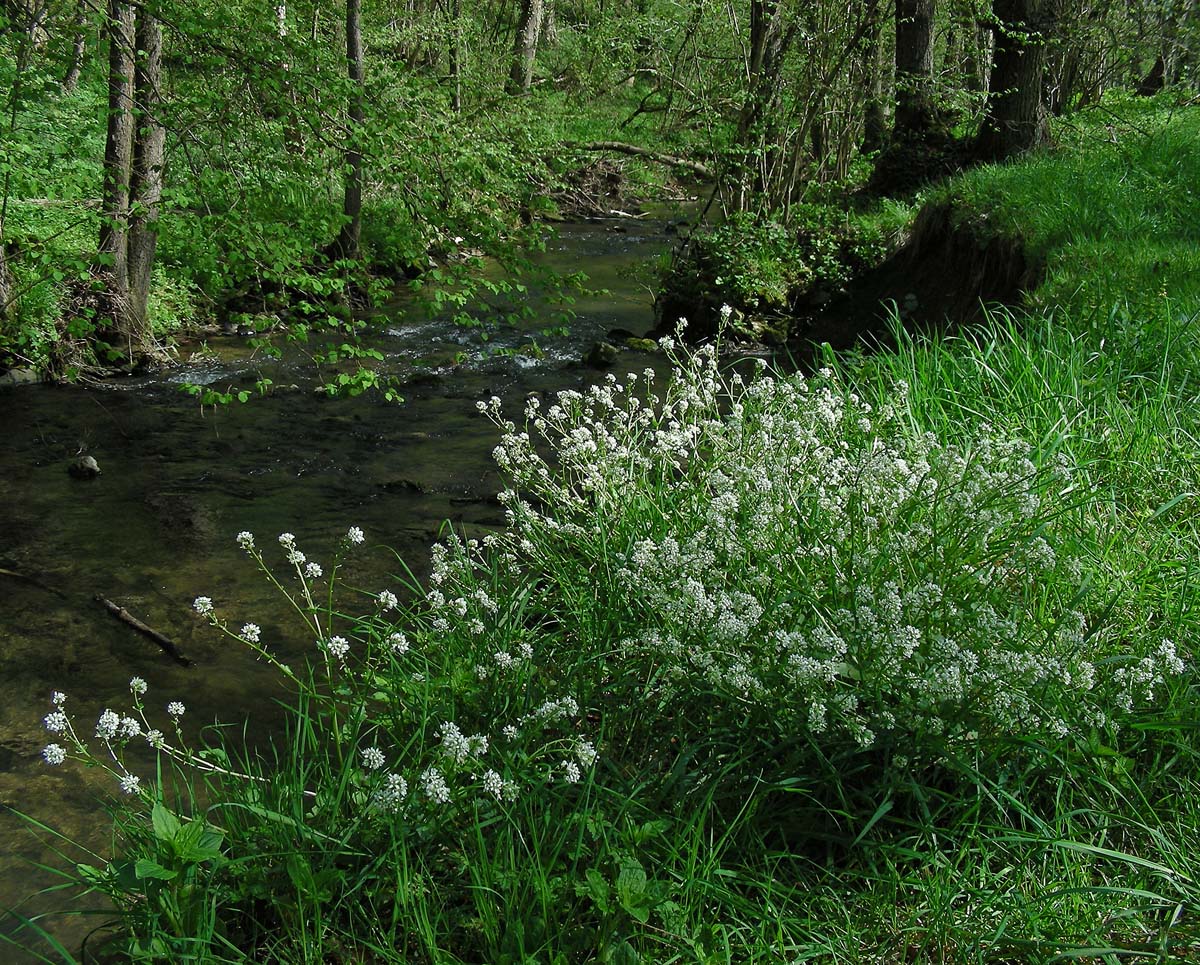 Cochlearia pyrenaica (door Ed Stikvoort | Saxifraga.nl)