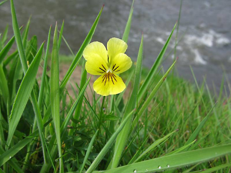 Viola lutea subsp. calaminaria (door Grada Menting)