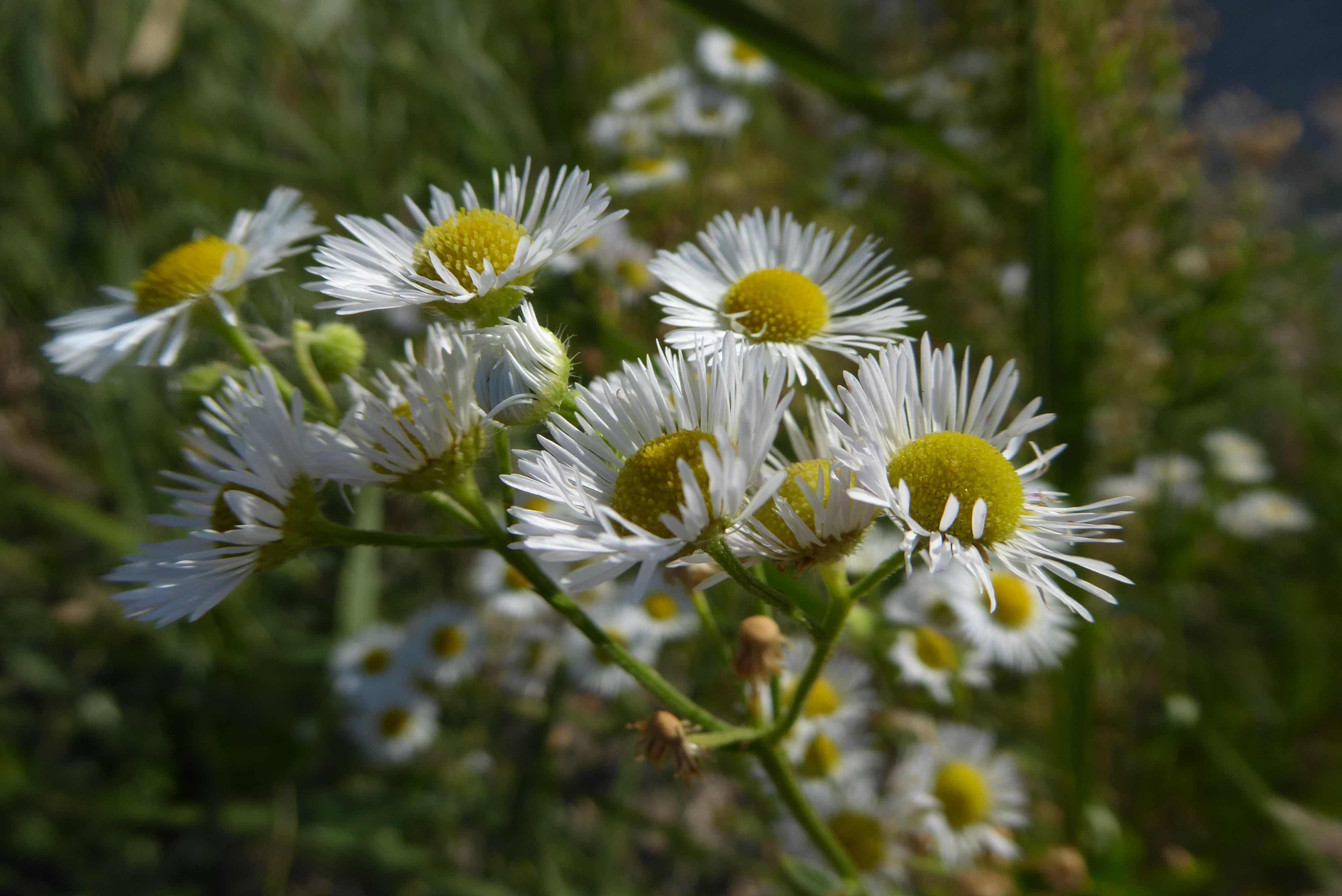 Erigeron annuus (door Koen van Zoest)