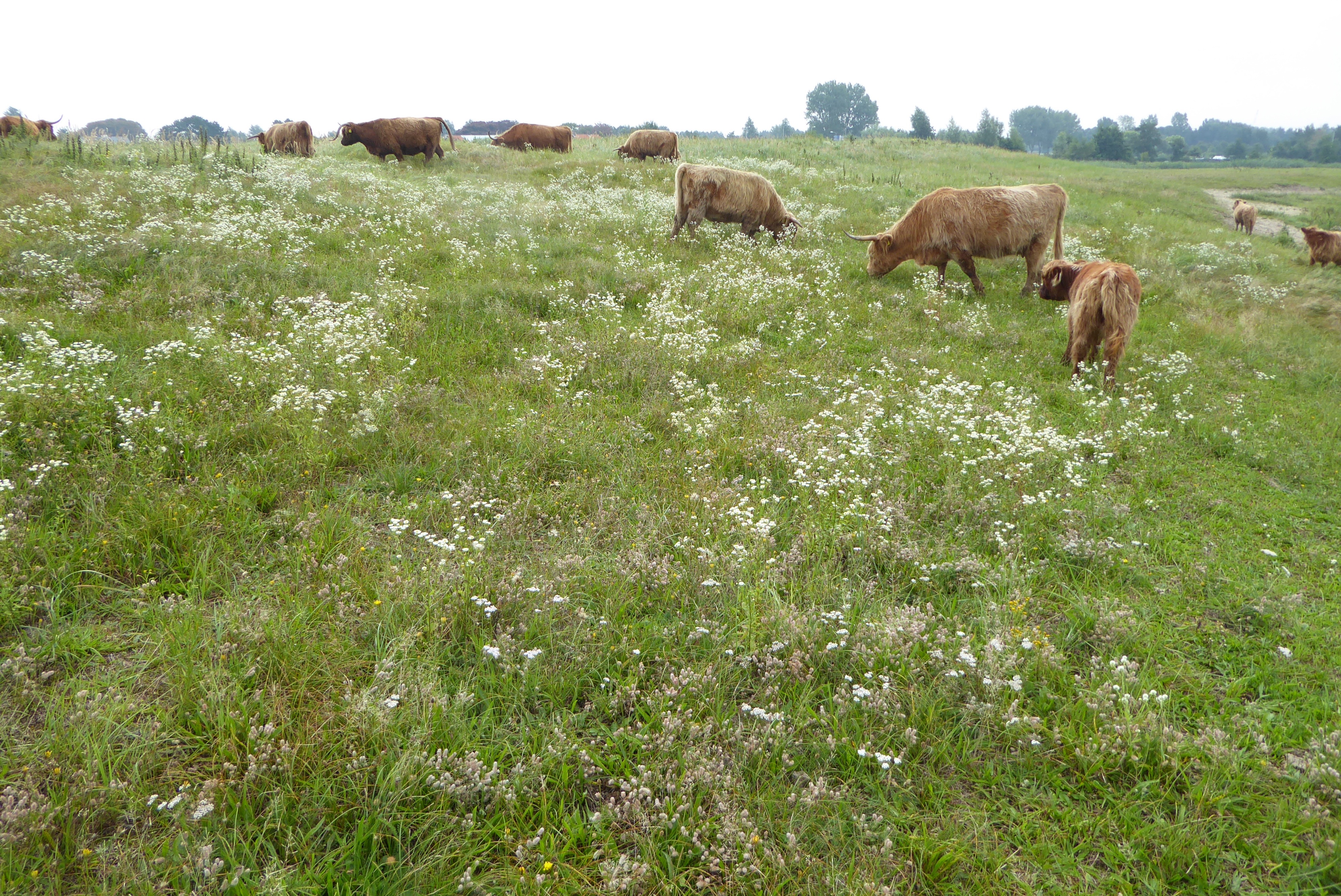 Erigeron annuus (door Koen van Zoest)