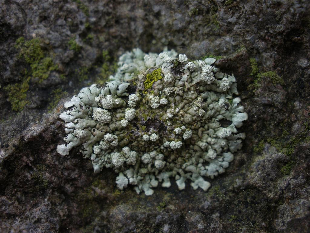 Xanthoparmelia mougeotii (door Maarten Langbroek)