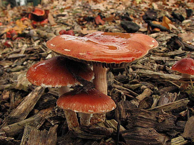 Leratiomyces ceres (door Dinant Wanningen)