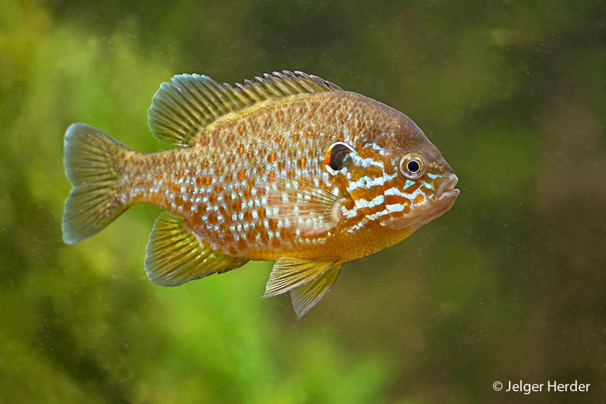 Lepomis gibbosus (door Jelger Herder)