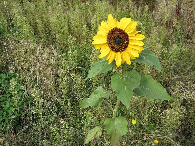 Helianthus annuus (door Grada Menting)