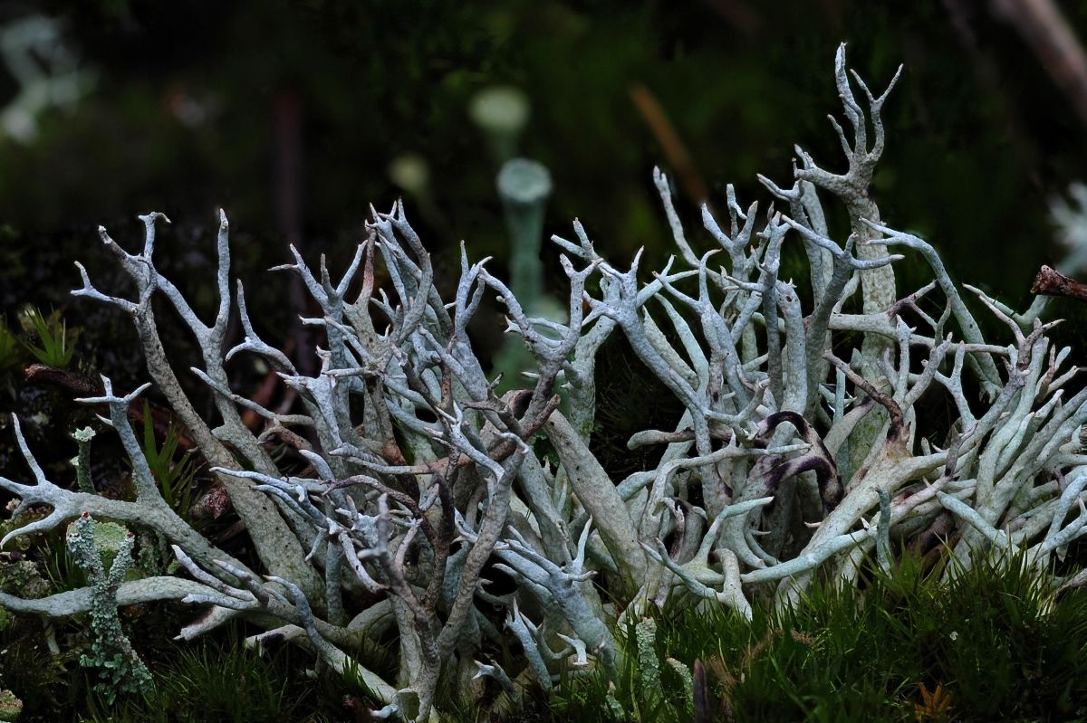 Cladonia zopfii (door Arjan de Groot)