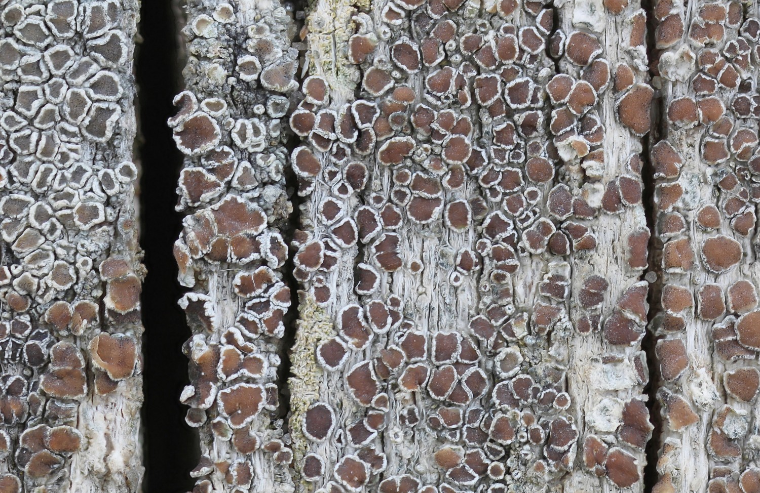 Lecanora zosterae (door Arjan de Groot)