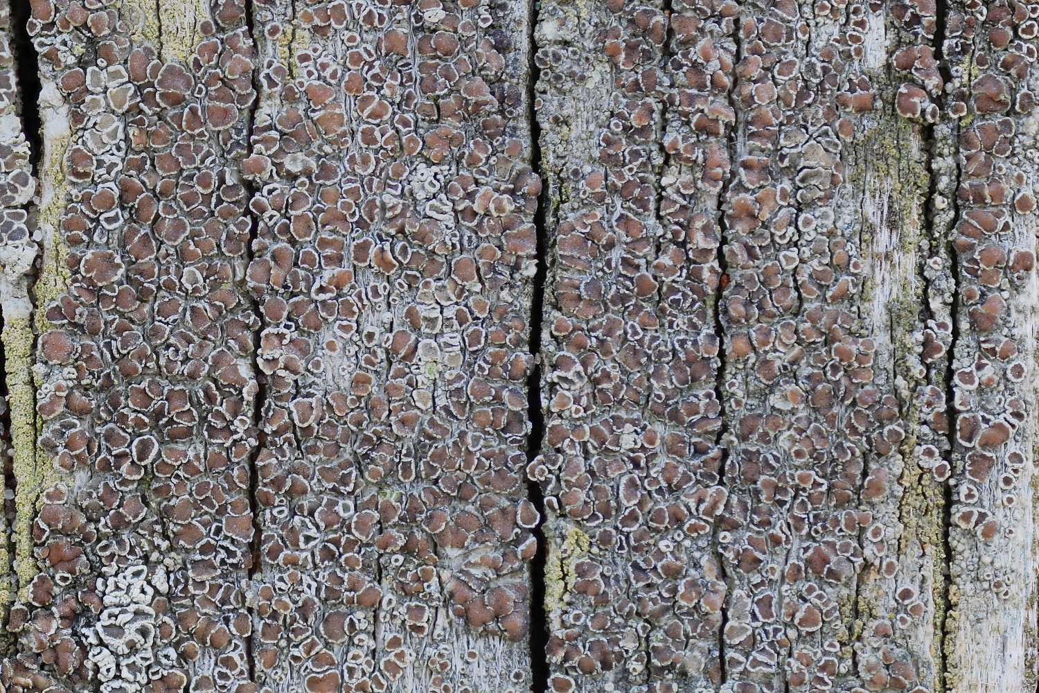 Lecanora zosterae (door Arjan de Groot)